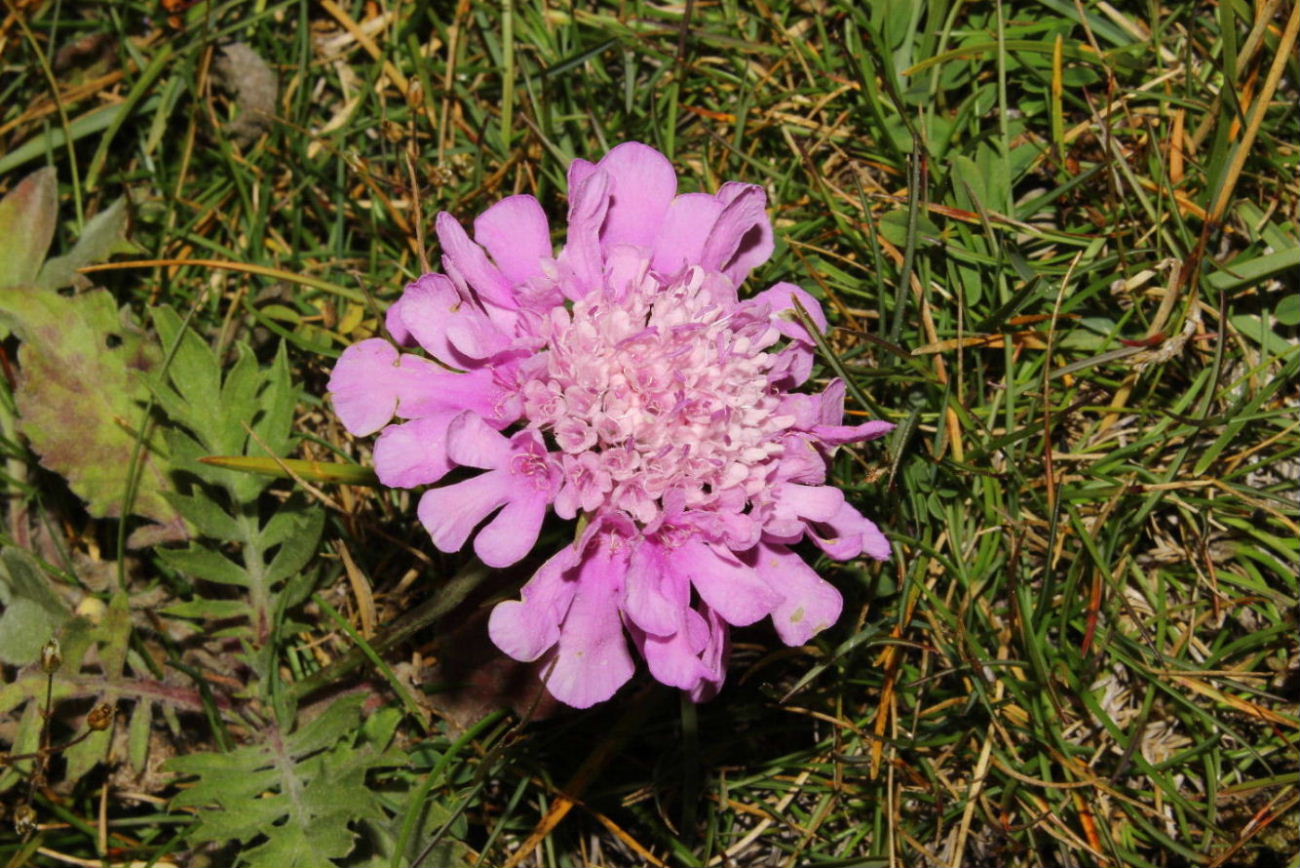 Scabiosa cfr. pyrenaica